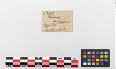 Etiketten zu Eisendechsel (NHMW-PRAE-023817)